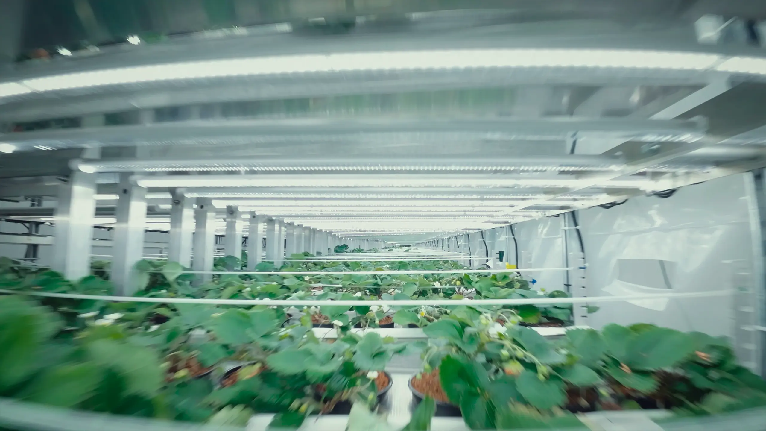 Oishii Farm | The Farm of the Future