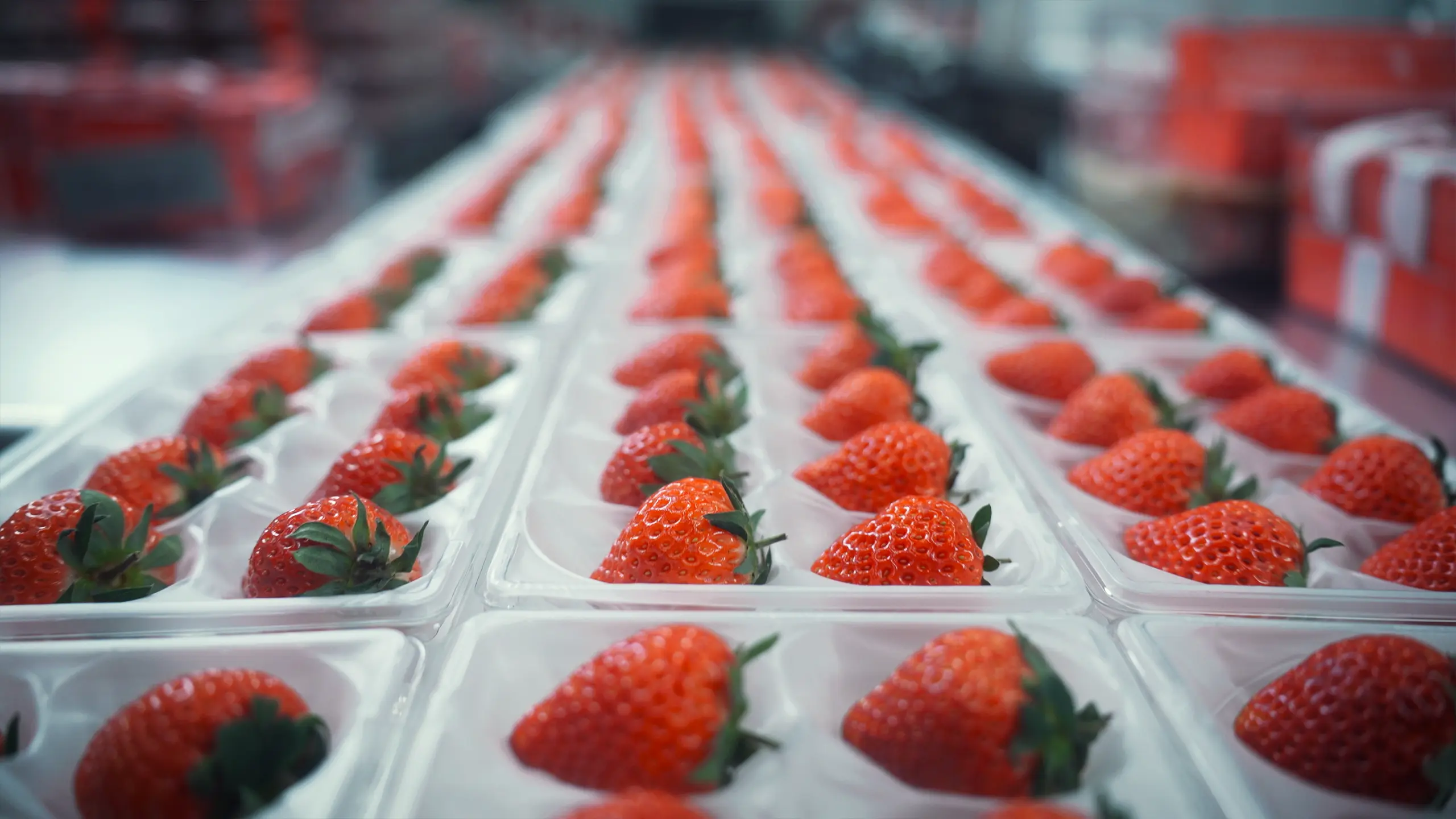 Oishii Farm | The Farm of the Future