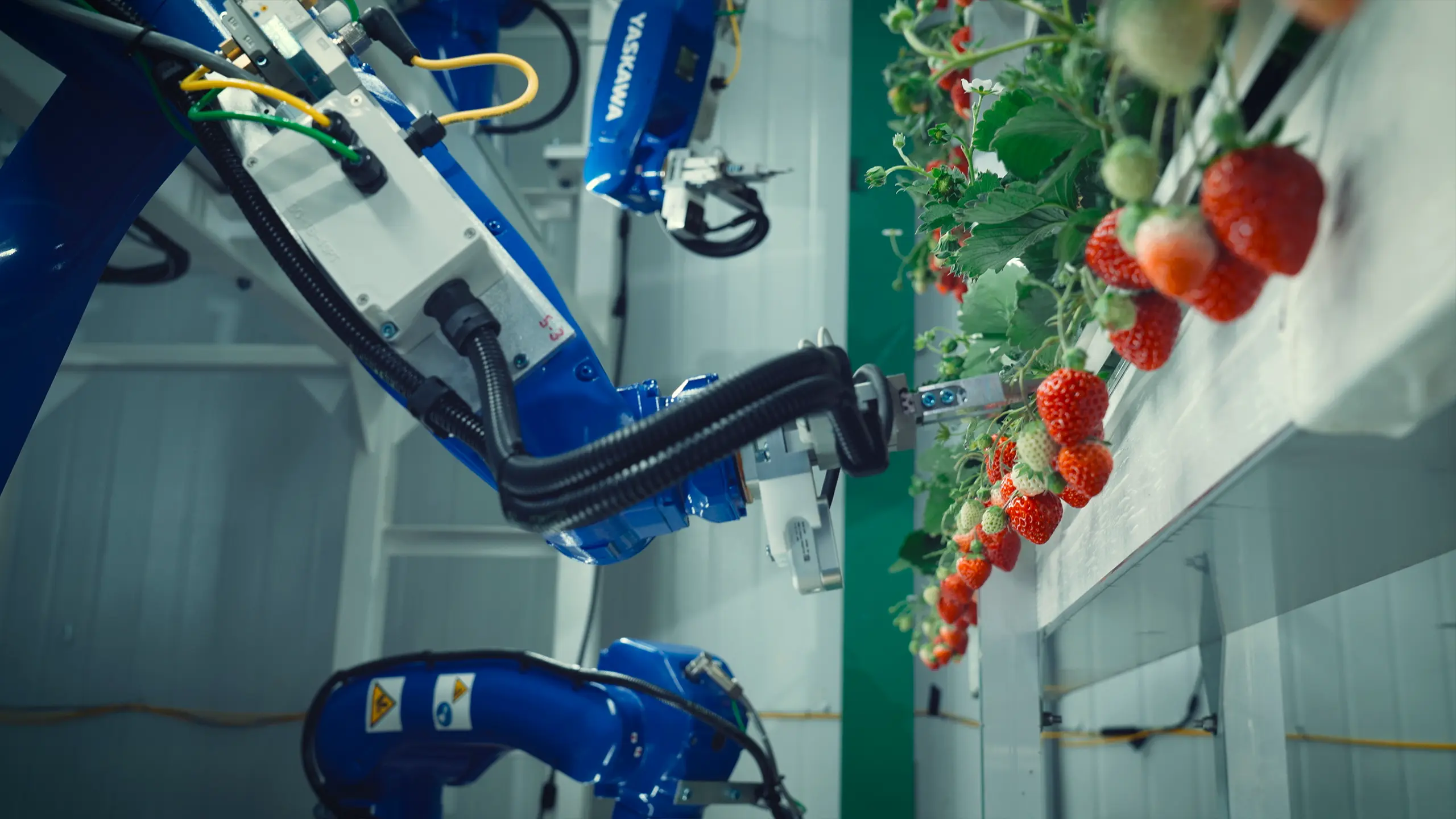 Oishii Farm | The Farm of the Future